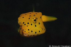 Juvenile cube boxfish, Ostracion cubicus. Picture taken a... by Anouk Houben 